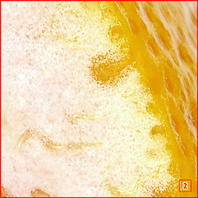 Фрагмент №2 фотографии грейпфрута в масштабе 100% при 72 dpi.
#2 fragment of Grapefruit 100% scale at 72 dpi.