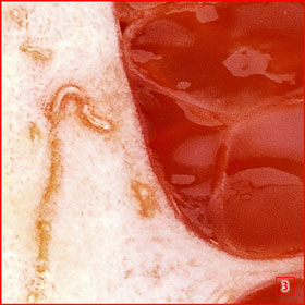 Фрагмент №3 фотографии грейпфрута в масштабе 100% при 72 dpi.
#3 fragment of Grapefruit 100% scale at 72 dpi.
