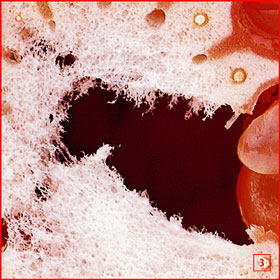 Фрагмент №1 фотографии грейпфрута в масштабе 100% при 72 dpi.
#1 fragment  of Grapefruit 100% scale at 72 dpi.